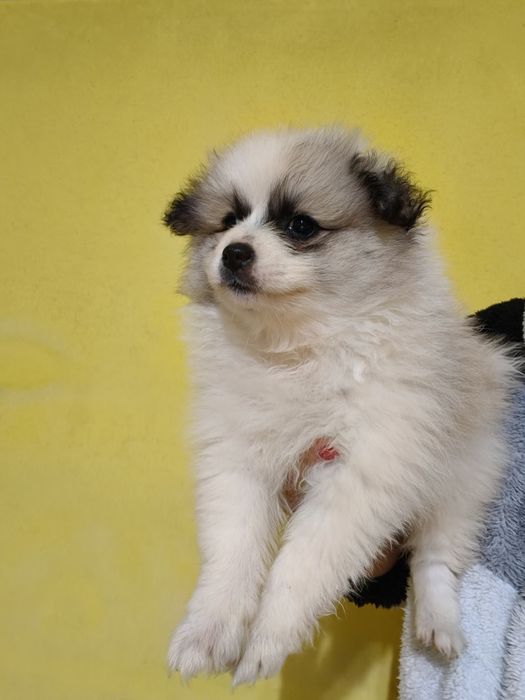 Spitz alemão menina