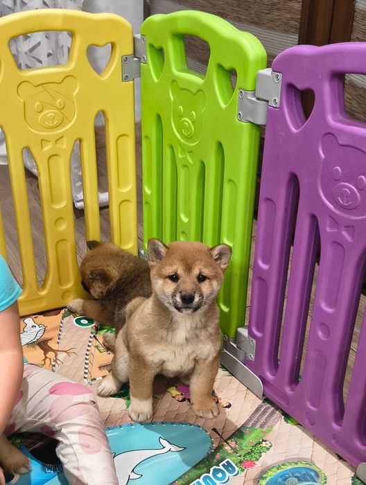 Śliczna suczka Shiba Inu