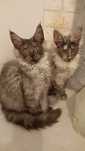 Maine coon kocica gotowe do odbioru