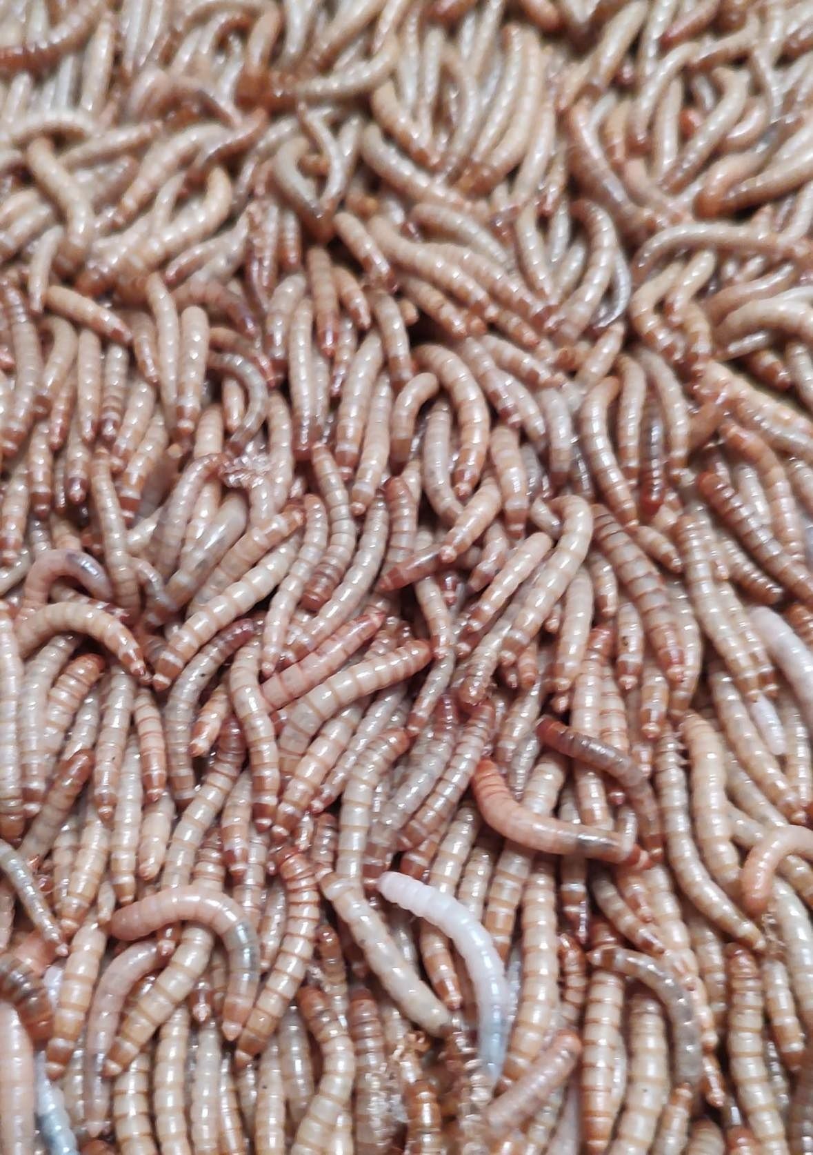 Żywe larwy mącznika młynarka