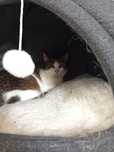 Mania z FIV szuka rodziny