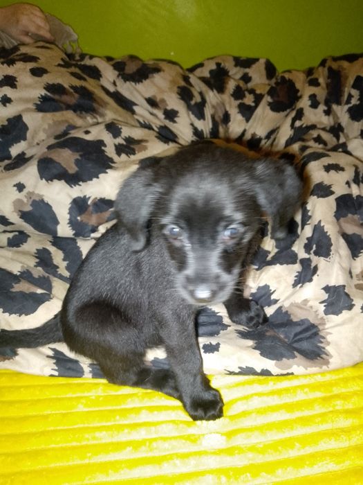 Oddam szczeniaki w dobre ręce