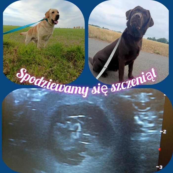 Zapowiedź miotu labrador retriever rodzice championy