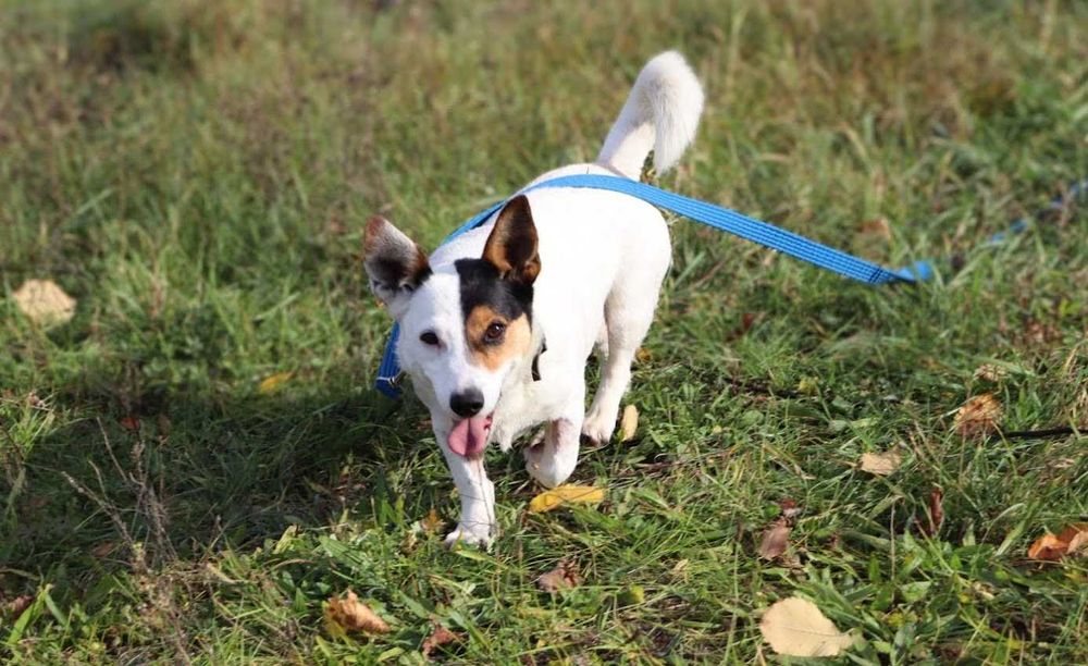 mała, młoda sunia do adopcji