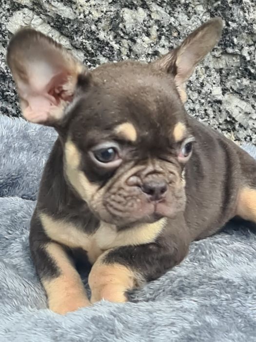 Buldogue francês pais ha vista