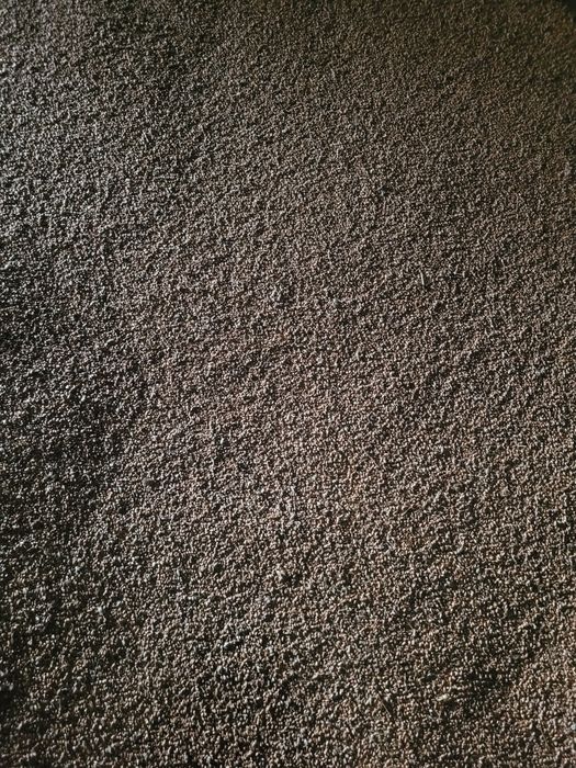 Pszenica w workach 50 kg