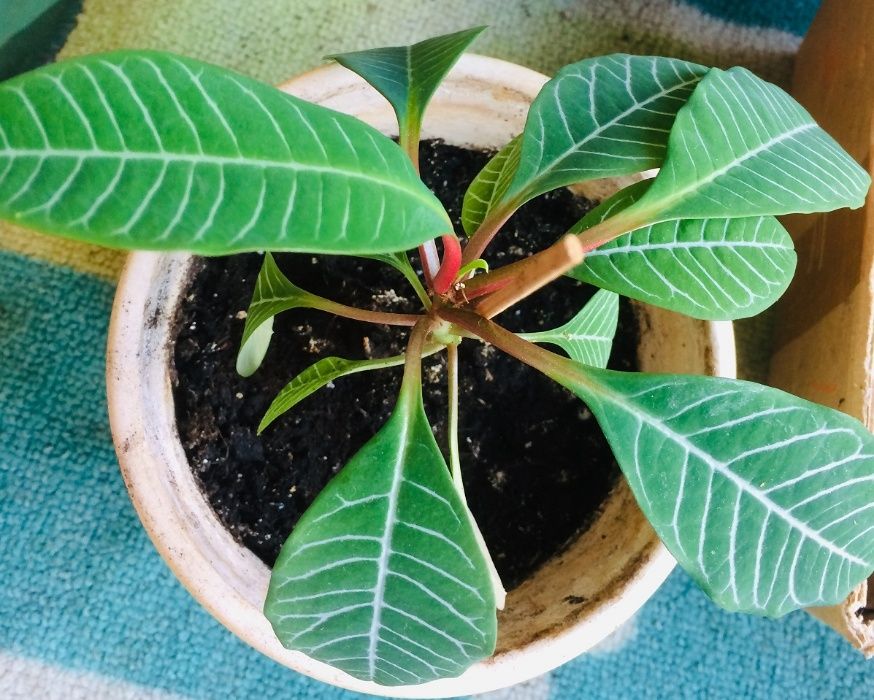 Цветы комнатные укорененные отростки: красула,молочай,педилантус