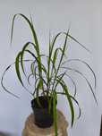 Miskant chiński 'Memory' Miscanthus sinensis C3