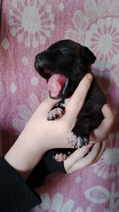 Продажа щенков амстафа