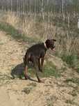 Pies w typie dobermana roczny