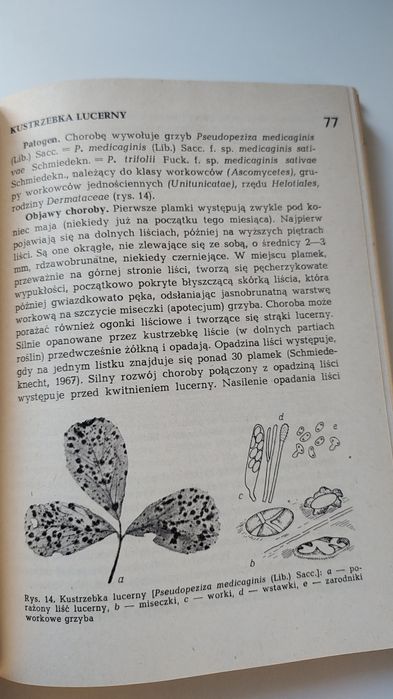 Choroby i szkodniki roślin motylkowych drobnonasiennych