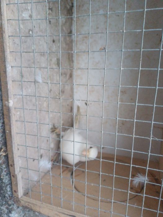 Kanarki likwidacja hodowli