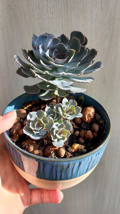 Молодило каменная роза цветы растения суккуленты уличные комнатные