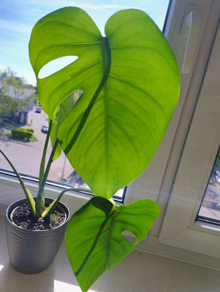 Monstera deliciosa , dekoracyjny kwiat doniczkowy, doniczka C13