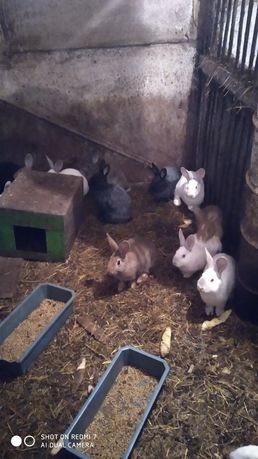 Кролики оптом по три месяца