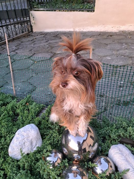 Yorkshire terrier