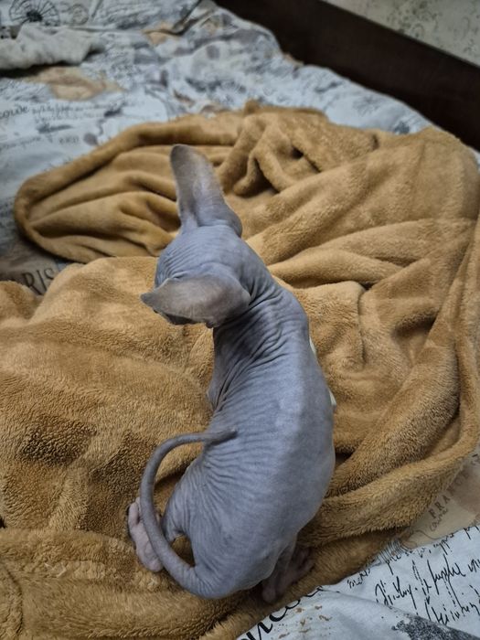 Продам кошечку сфинкса