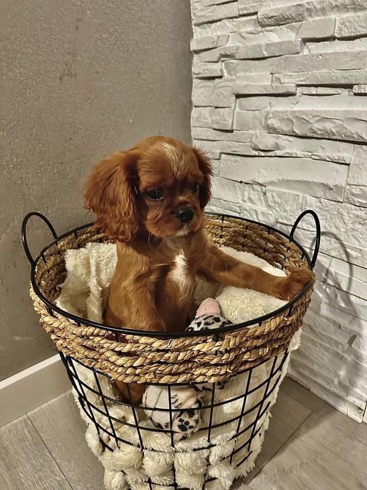 Cavalier King spaniel piesek gotowe do odbioru