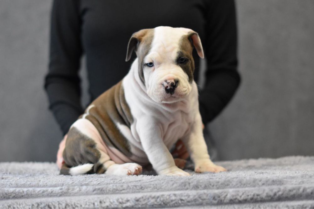 Щенки в бульдожьем типе. Стаффорды