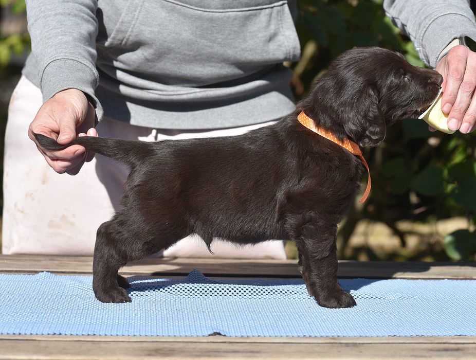 Flat Coated Retriever - wątrobiany chłopak  ZKwP/FCI