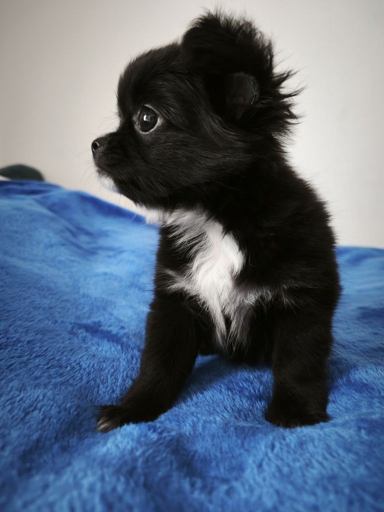 chihuahua długowłosa