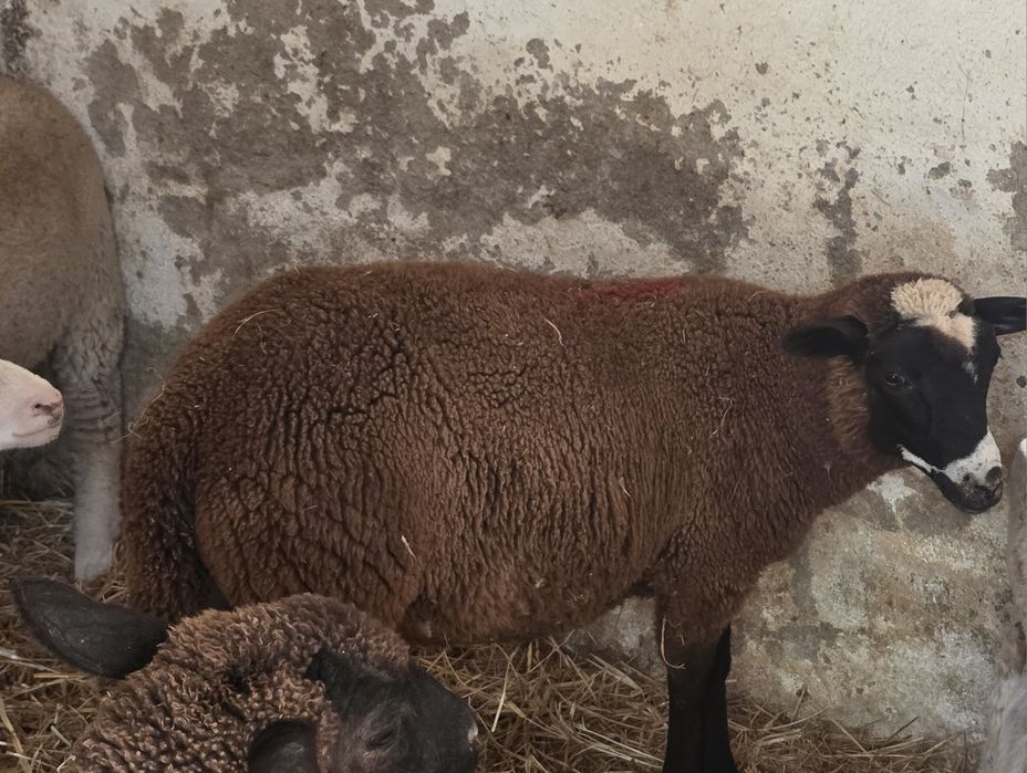 Borrego cruzado de Inra  com Merino preto