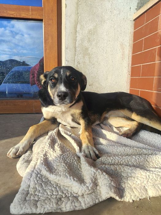 Цуценятко в добрі руки, дівчинка(стерилізація за наш рахунок)