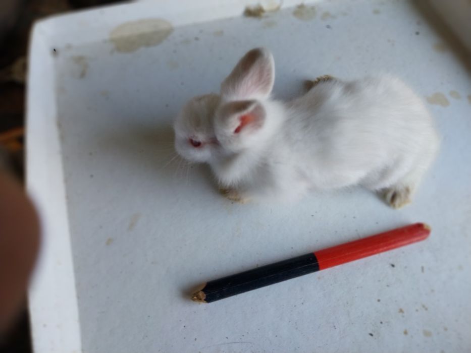 Coelhos anões angorá