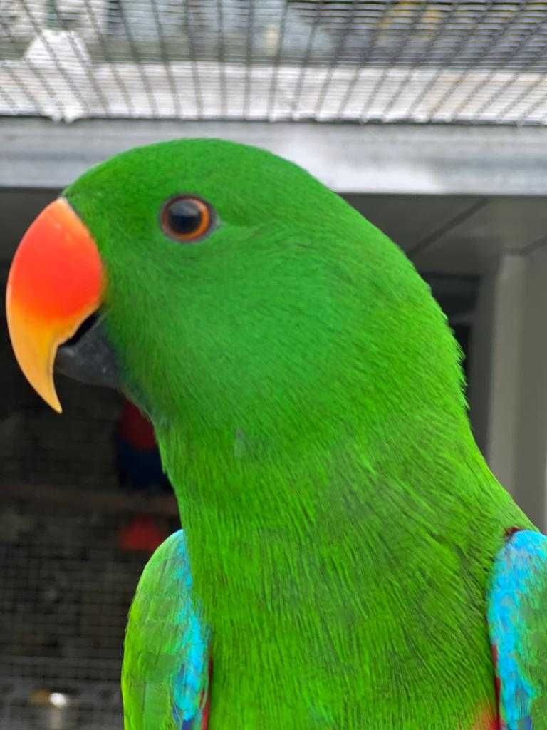 Papagaio Ecletus M e F