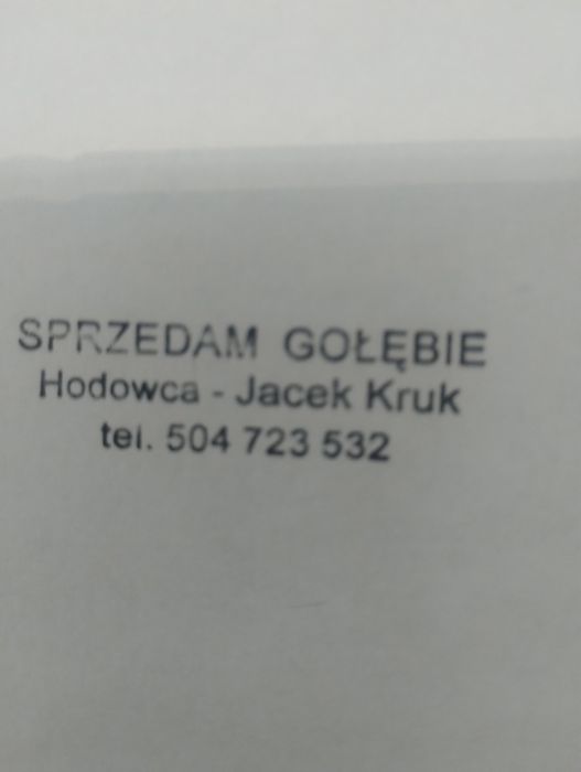 Gołębie pocztowe NL z Rodowodem