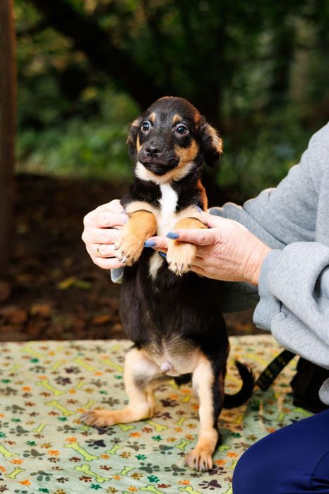 Метис тойтер'єра в добрі руки
