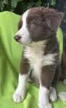 Border Collie czekoladowy .gotowy do odbioru