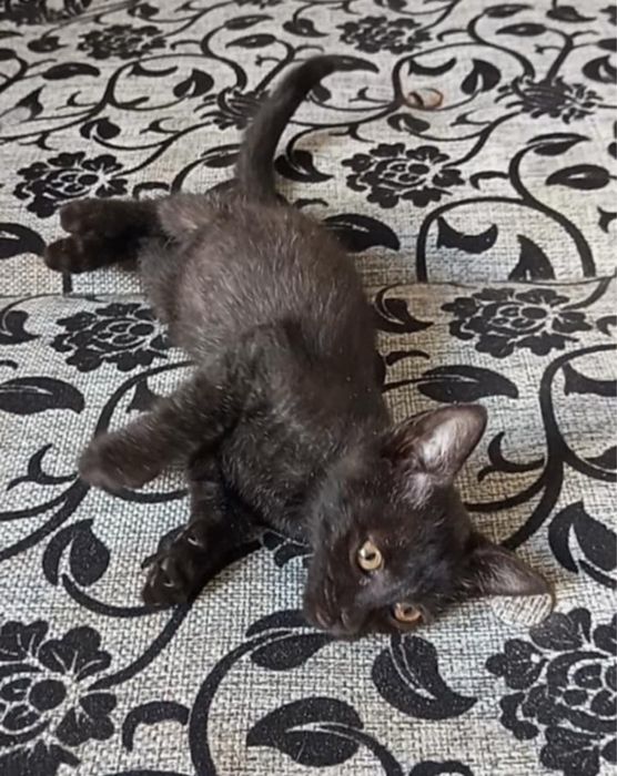 Кошенята метис британця в добрі руки британец котята в хорошие руки