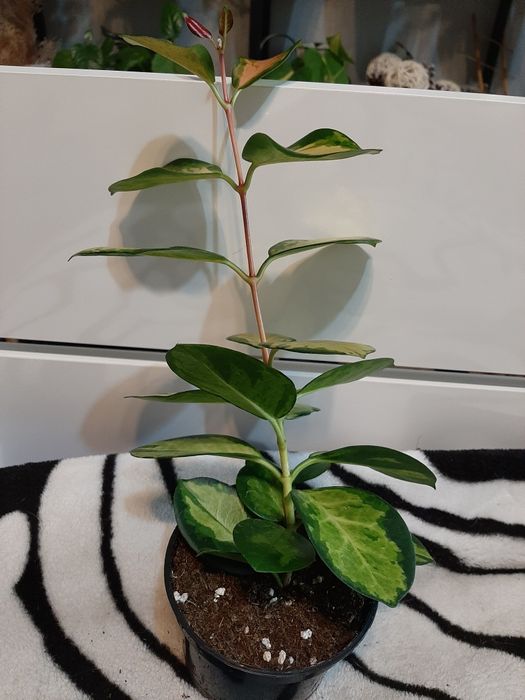 Hoya Australis Lisa.