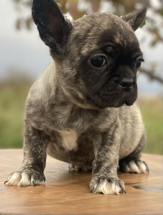 Дівчинка французького бульдога