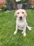 Labrador biszkopt
