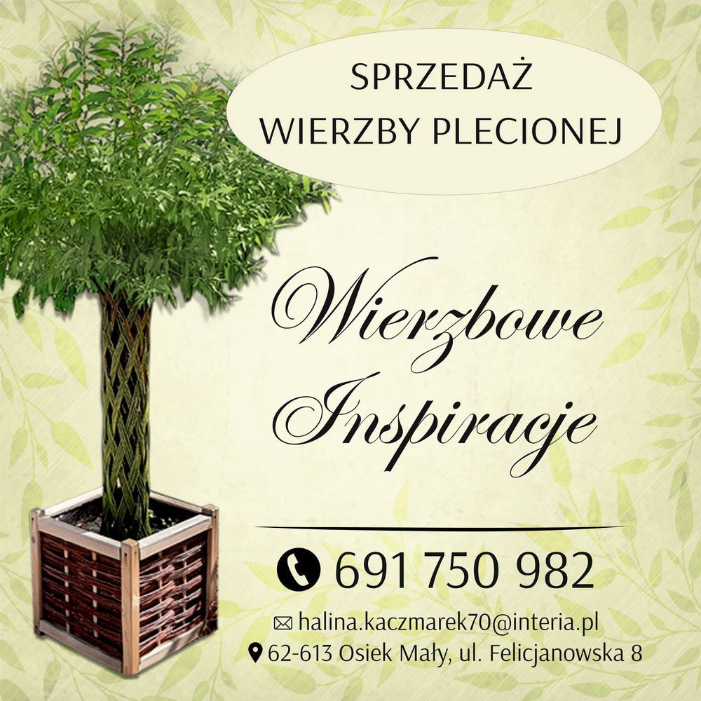 Wierzba pleciona rożne wysokości !!!