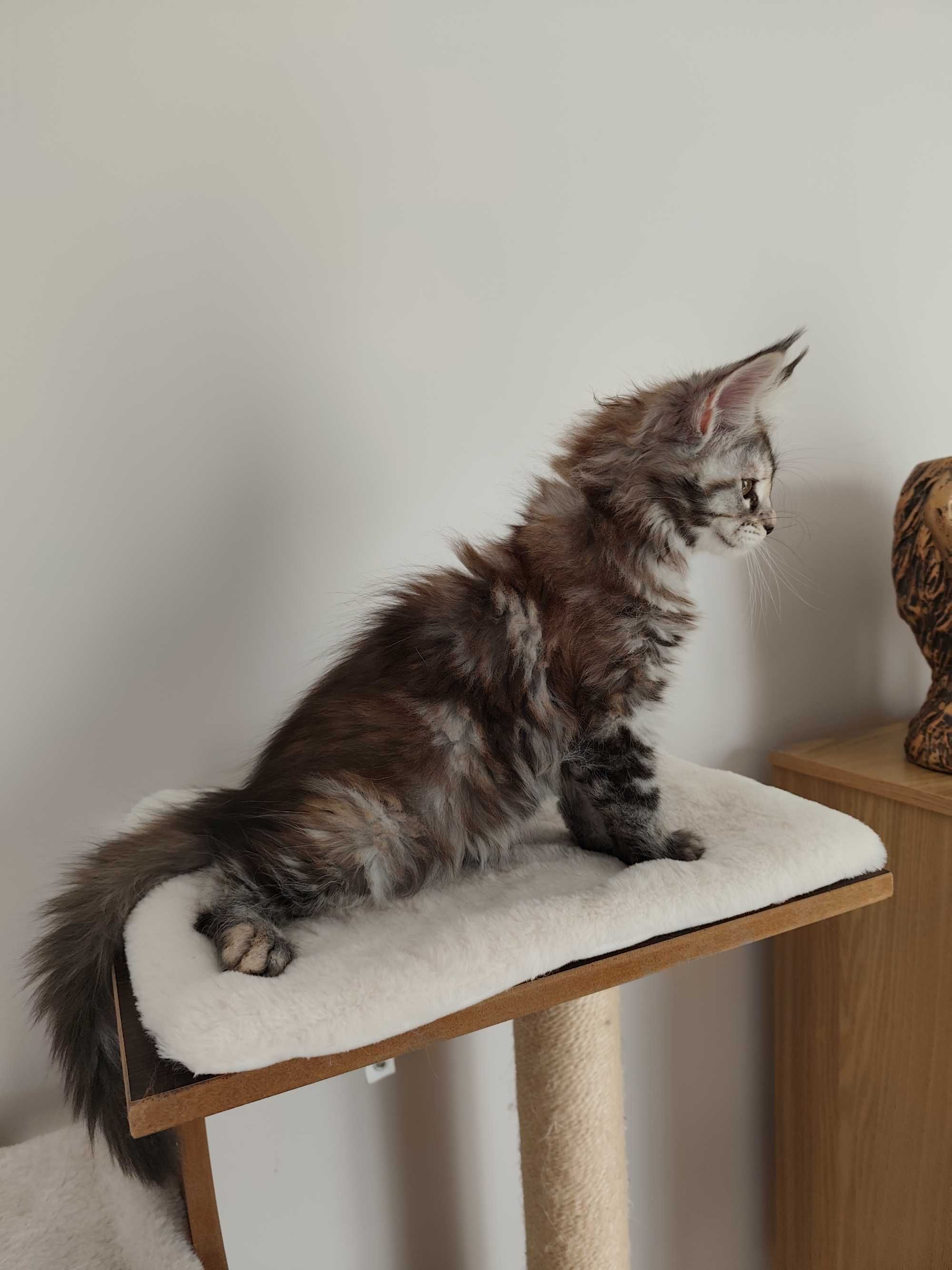 Lindíssima gatinha Maine coon