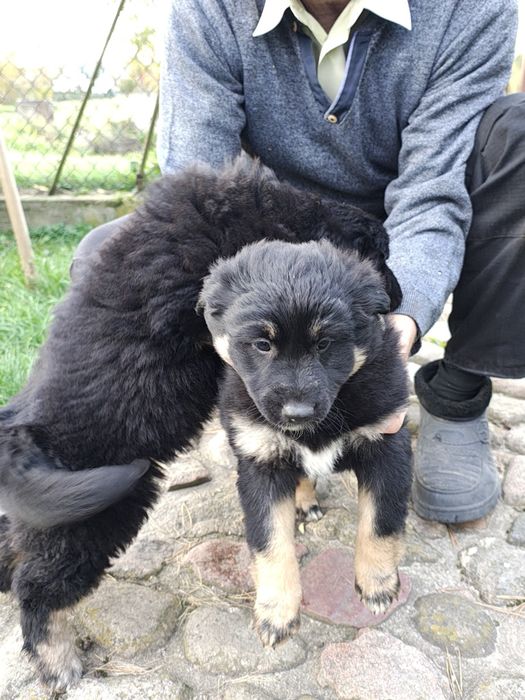 Dwa małe szczeniaki