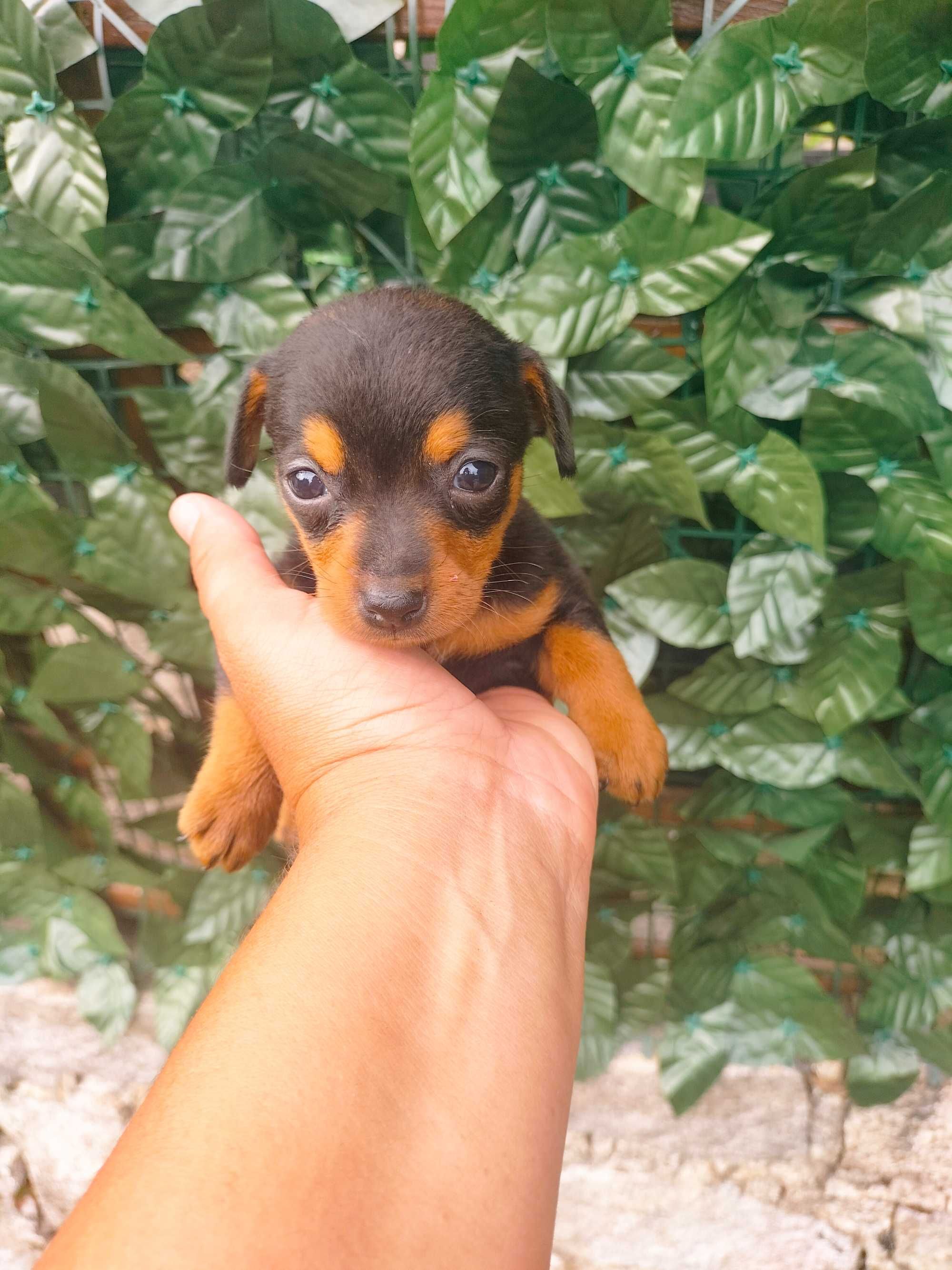 Pinscher fêmea belíssima