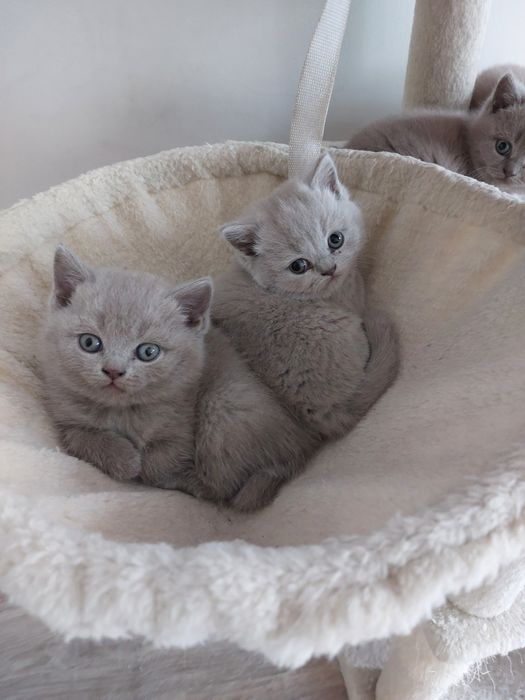 Kocurek brytyjski liliowy