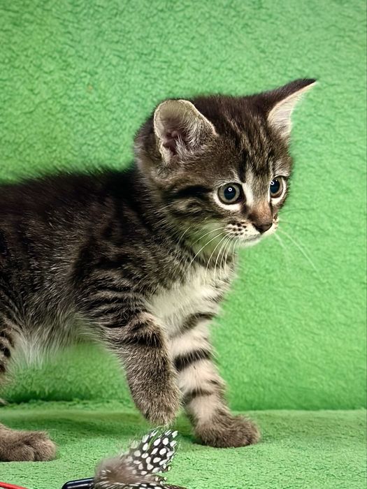 Домашнє тигренятко