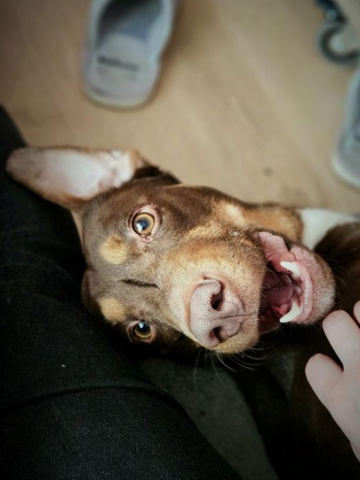 Śliczny pies do adopcji młody wykastrowany