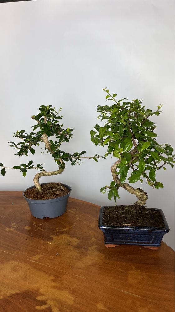 Karmona drobnolistna, bonsai, Idealny prezent