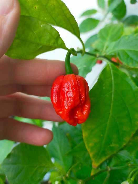 Свіжі перці Carolina Ripper Red 2025