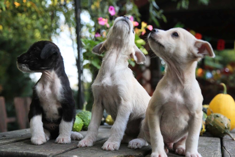 Szczeniaki oddam w dobre ręce