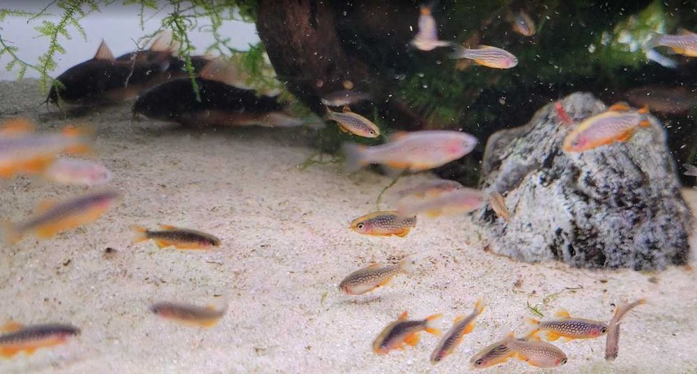 Danio Margaritatus Rasbora Galaxy Niebiański Perłowy