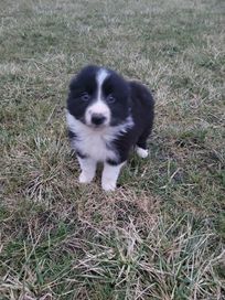 Piękna suczka Border Collie