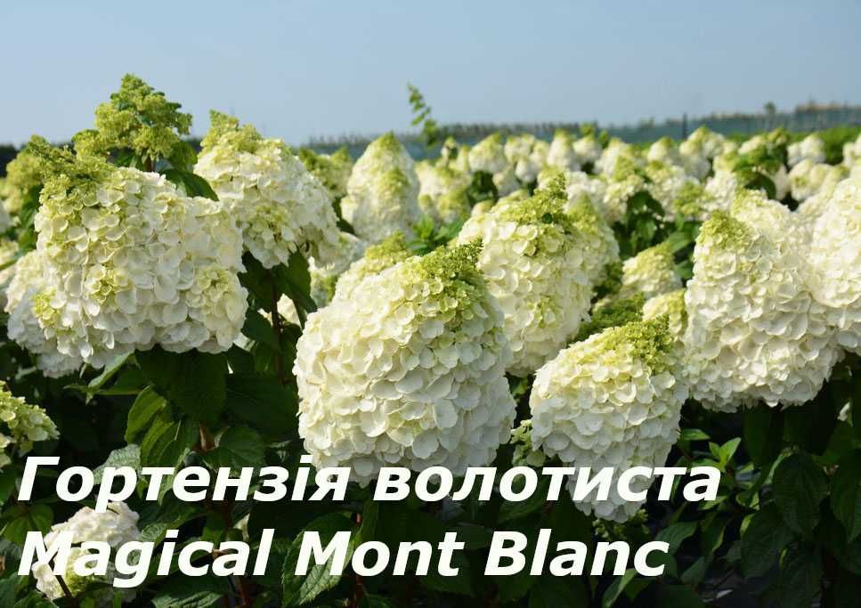 Гортензія волотиста різних сортів .