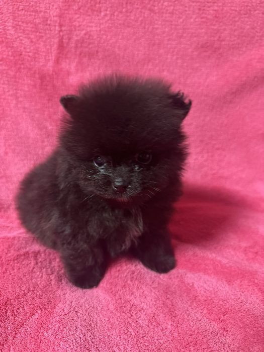 Померанчик хлопчик